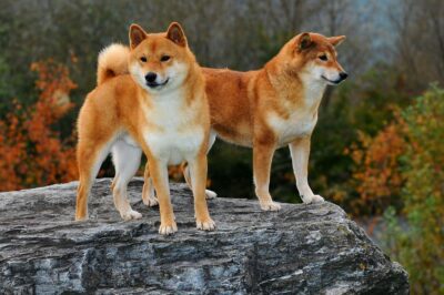 The Search for Shiba Inus for Sale Near Me: A Comprehensive Guide
